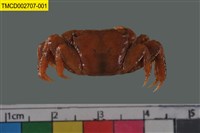 藏品(雙齒近相手蟹)的圖片